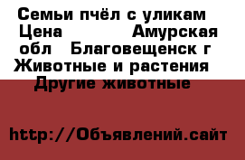  Семьи пчёл с уликам › Цена ­ 3 500 - Амурская обл., Благовещенск г. Животные и растения » Другие животные   